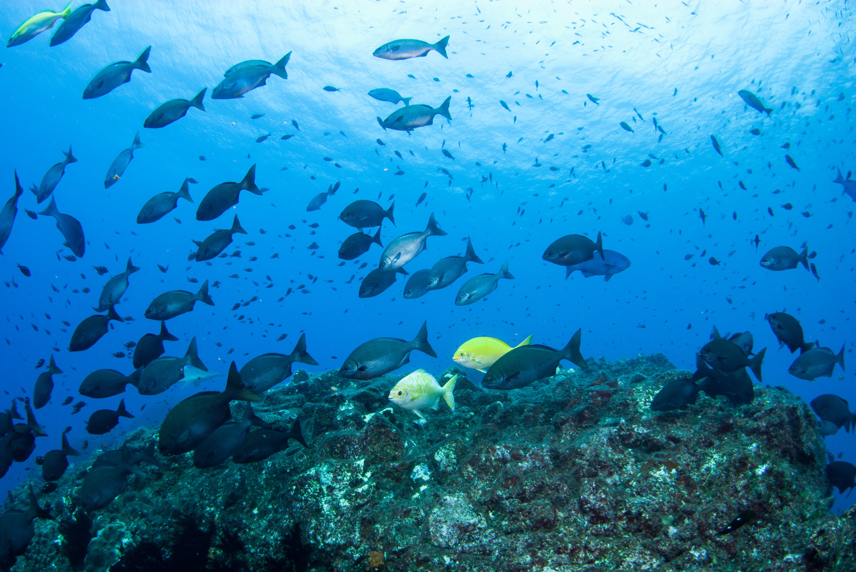 _JFG3040 – kermadec, islands, kermadecs, dive, images, remote, doc, sub tropical, subtropical, sub-tropical, marine, reserve, expedition, lust for rust, mesley, crispin, nz, new, zealand, new zealand, Beaked, Drummer, Kyphosus, pacificus, crispin, Kermadecs 13,